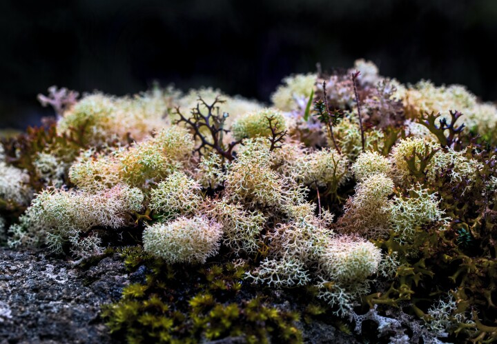 Photo by <a href="https://unsplash.com/@davidclode?utm_source=unsplash&utm_medium=referral&utm_content=creditCopyText">David Clode</a> on <a href="https://unsplash.com/photos/OCXKWRZ7a70?utm_source=unsplash&utm_medium=referral&utm_content=creditCopyText">Unsplash</a>   